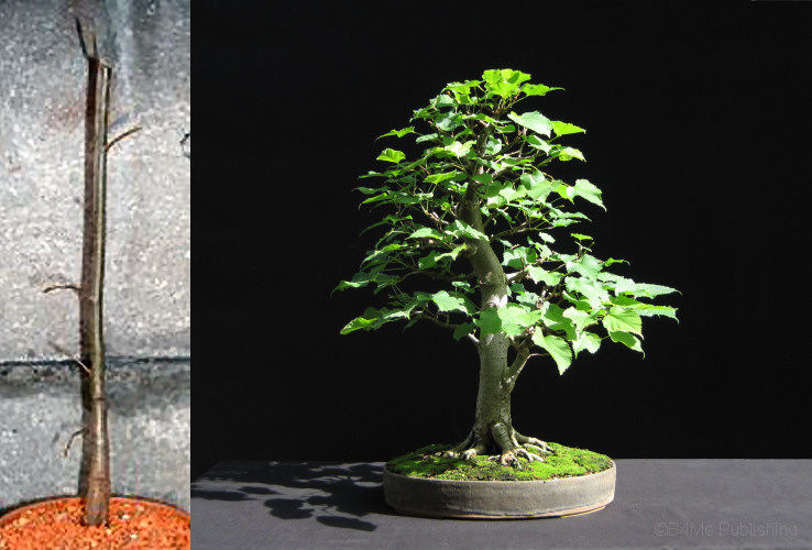 bonsai book